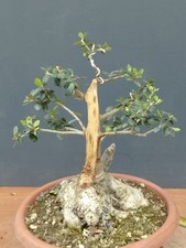Bonsai Olivastro 25x16cm In