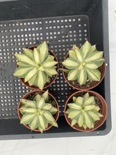 Agave 'Kissho Kan' pianta