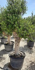 Ulivo olivo "Olea europea" bonsai in vaso 130 l circ. tronco 60/70 cm FOTO REALI