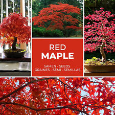 Semi bonsai 20 pezzi - acero rosso giapponese / acero a ventaglio - albero classico