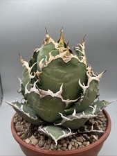 Agave titanota white whale - titanota,