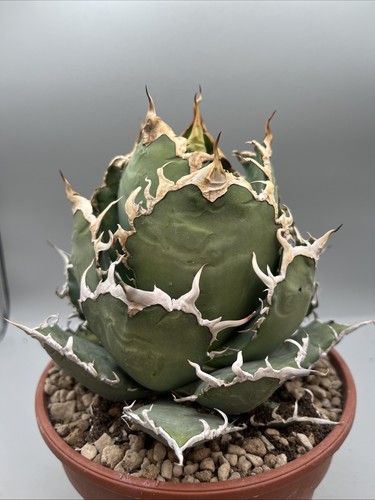 Agave titanota white whale - agave,