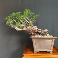 PRE BONSAI ESEMPLARE  DI MIRTO