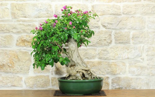 Bonsai bougainvillea - bonsai,