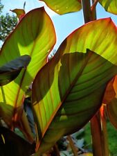 Pianta canna indica Red