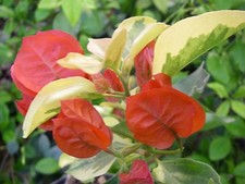 BOUGAINVILLEA DAUPHINE