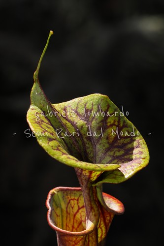 Sarracenia flava var - flava,