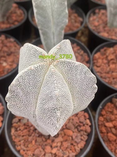Astrophytum myriostigma onzuka - myriostigma,