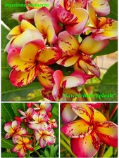 Talea di plumeria (Plumeria