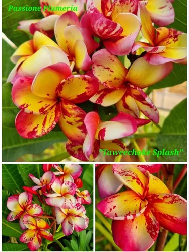 Talea plumeria - talea,