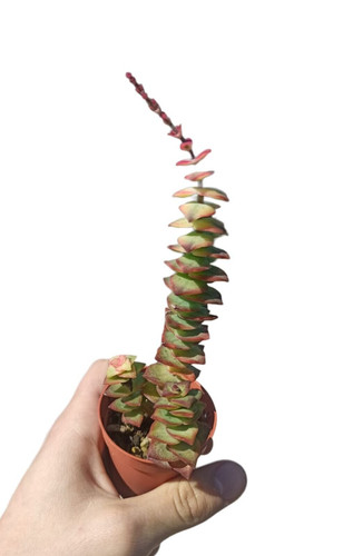 Crassula perforata - perforata, f
