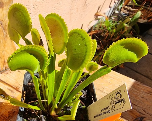 Dionaea muscipula dentata - dentata, a