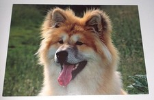 Cartolina Akita Inu cani cane