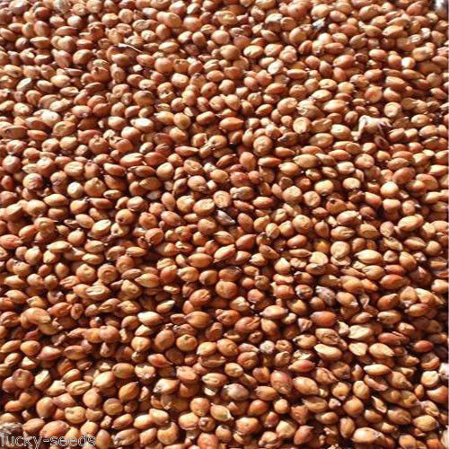 Seedranch semi grano - seedranch,