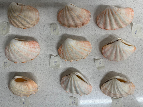 Conchiglia tridacna crocea - (f),