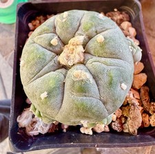 Astrophytum cacti Plant,7cm