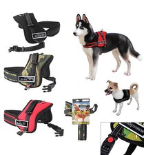 PETTORINA IMBRAGATURA CON