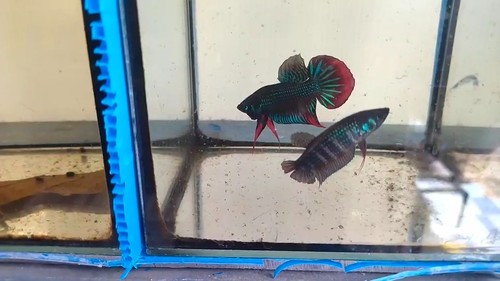 Coppia imbellis verdi - coppia,