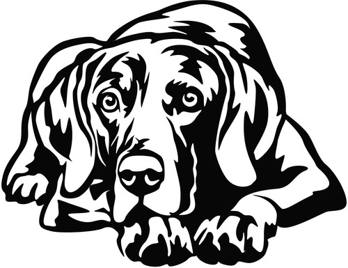 Adesivo weimaraner - weimaraner,