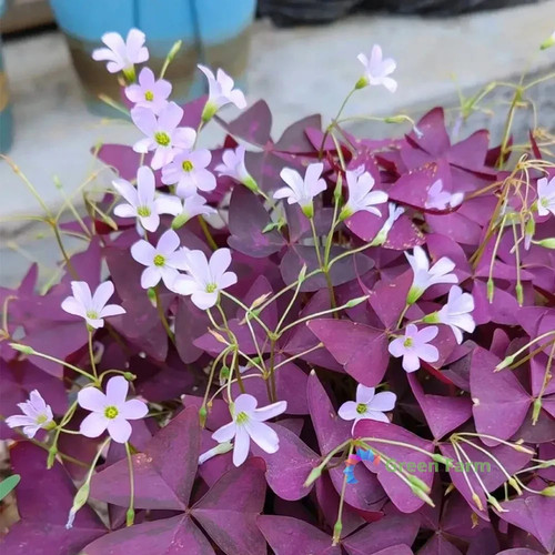 Bulbi viola oxalis - 10,