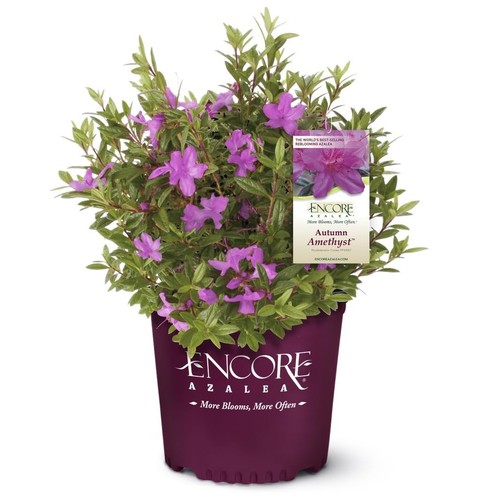Reblooming azalea shrub - reblooming,