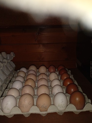 Uova feconde galline - uova,