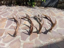 Spettacolari palchi corna o