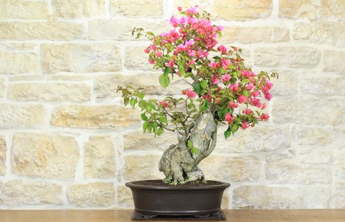 Bonsai bougainvillea - bonsai, di