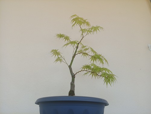 Bonsai acero palmato - bonsai,