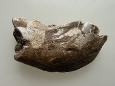 Orso delle caverne ursus - orso,
