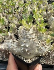 Pachypodium brevicaule ×