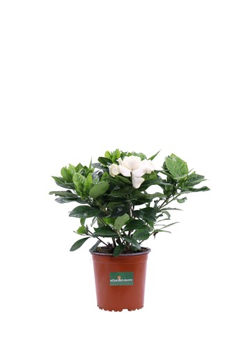 Pianta vera gardenia - pianta,