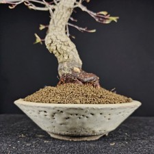 BONSAI ACERO Giapponese Acer