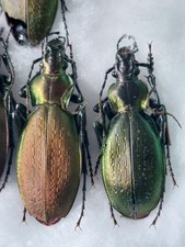 1 paio Carabus (Archipletti)