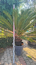 Cycas revoluta 180-200 cm