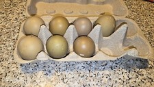 Uova Verdi  Feconde Olive
