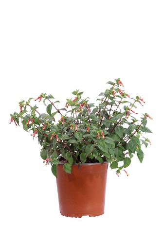 Pianta vera cuphea ignea - pianta,