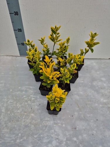 Evonimo aurea euonymus - aurea,