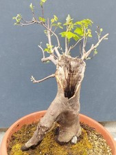 Pre bonsai acero palmato - pre-bonsai,