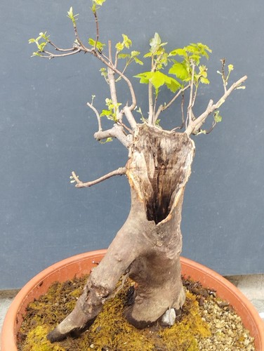 Pre bonsai acero - di,