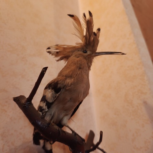 Uccello upupa imbalsamato - uccello,