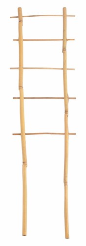 Bambù spalliera 60cm - bambù,