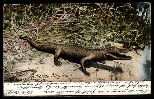 Florida alligatore una - florida,,