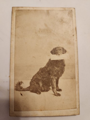 Cdv del cane army - cdv, signal