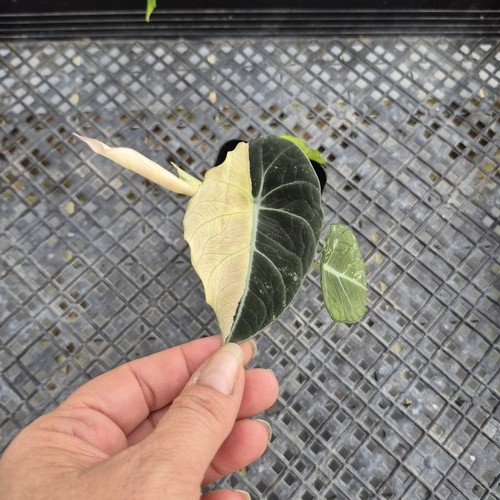 Alocasia black velvet pink - black,