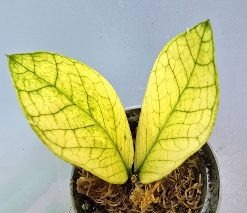 Zamioculcas zamiifolia - zamioculcas,