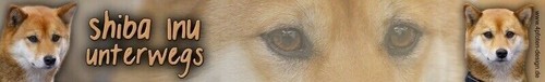 Adesivo shiba inu ken - adesivo,