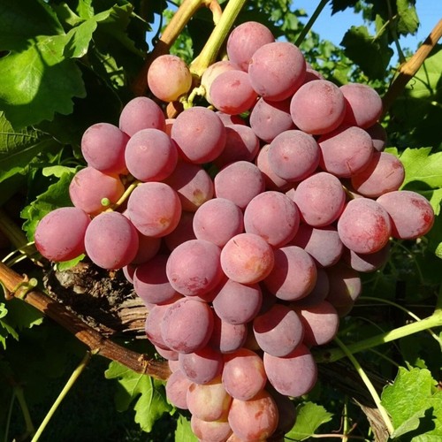 Pianta frutto uva - da,