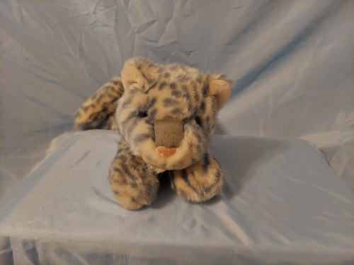 Bengal gatto aurora - gatto,