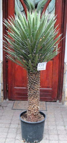 Yucca filifera del messico - yucca,